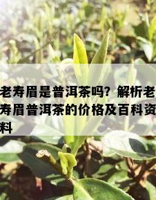 老寿眉是普洱茶吗？解析老寿眉普洱茶的价格及百科资料