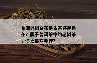 普洱老树白茶是生茶还是熟茶？属于普洱茶中的老树茶，你更喜欢哪种？