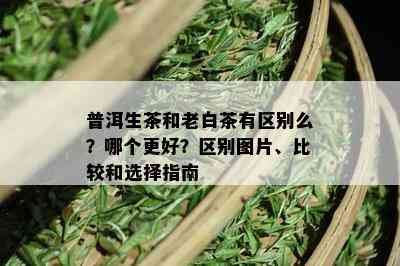 普洱生茶和老白茶有区别么？哪个更好？区别图片、比较和选择指南