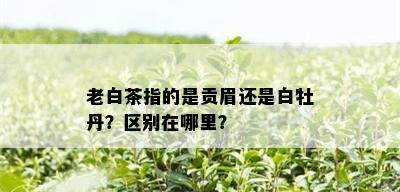 老白茶指的是贡眉还是白牡丹？区别在哪里？