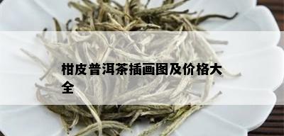 柑皮普洱茶插画图及价格大全