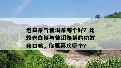 老白茶与普洱茶哪个好？比较老白茶与普洱熟茶的功效和口感，你更喜欢哪个？