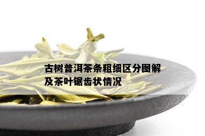 古树普洱茶条粗细区分图解及茶叶锯齿状情况