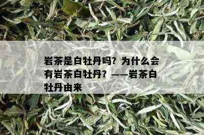 岩茶是白牡丹吗？为什么会有岩茶白牡丹？——岩茶白牡丹由来