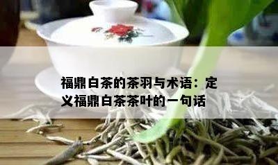 福鼎白茶的茶羽与术语：定义福鼎白茶茶叶的一句话