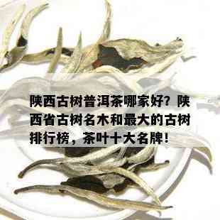 陕西古树普洱茶哪家好？陕西省古树名木和更大的古树排行榜，茶叶十大名牌！