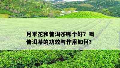 月季花和普洱茶哪个好？喝普洱茶的功效与作用如何？