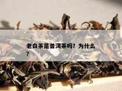 老白茶是普洱茶吗？为什么？