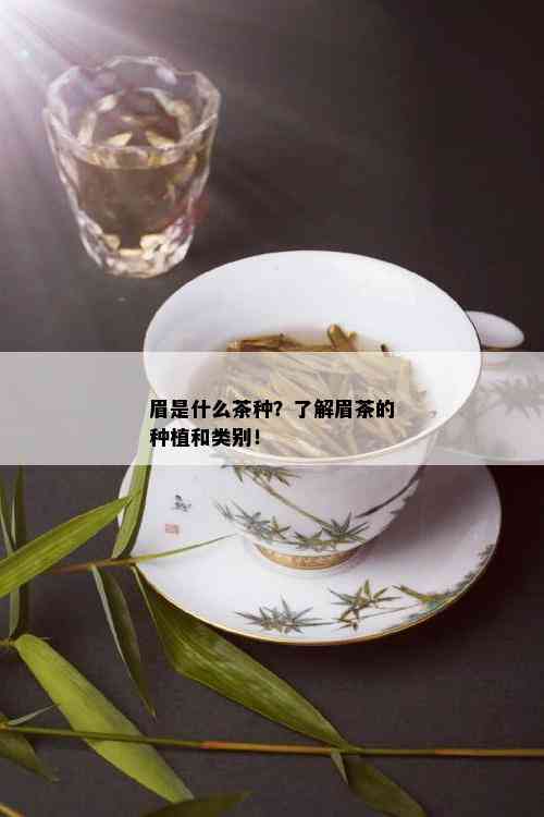 眉是什么茶种？了解眉茶的种植和类别！