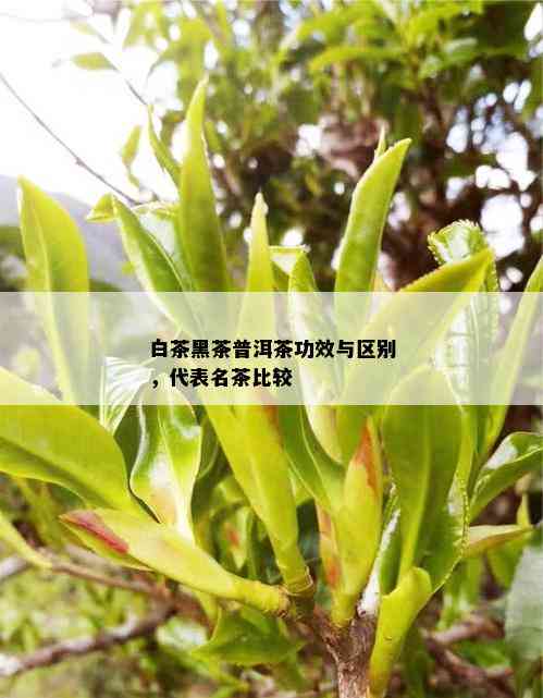 白茶黑茶普洱茶功效与区别，代表名茶比较