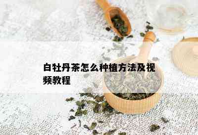 白牡丹茶怎么种植方法及视频教程