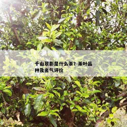 千山翠影是什么茶？茶叶品种及名气评价