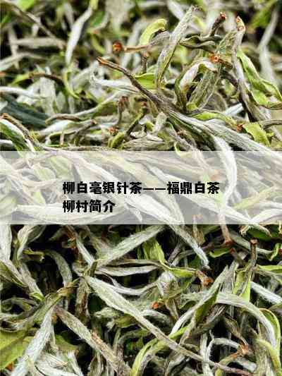 柳白毫银针茶——福鼎白茶柳村简介