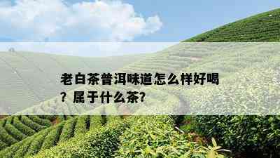 老白茶普洱味道怎么样好喝？属于什么茶？