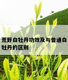 荒野白牡丹功效及与普通白牡丹的区别