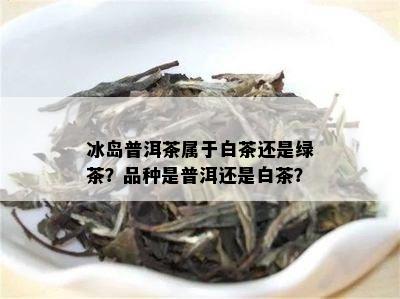 冰岛普洱茶属于白茶还是绿茶？品种是普洱还是白茶？