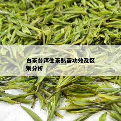 白茶普洱生茶熟茶功效及区别分析