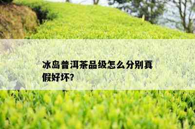 冰岛普洱茶品级怎么分别真假好坏？