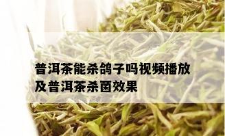 普洱茶能杀鸽子吗视频播放及普洱茶杀菌效果