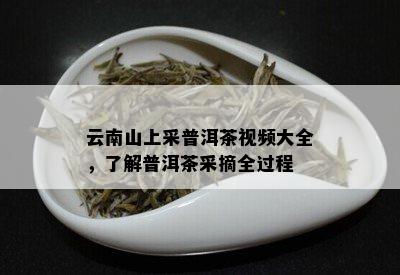 云南山上采普洱茶视频大全，了解普洱茶采摘全过程