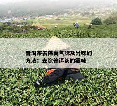 普洱茶去除高气味及异味的方法：去除普洱茶的霉味