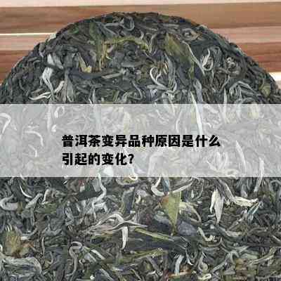 普洱茶变异品种原因是什么引起的变化？