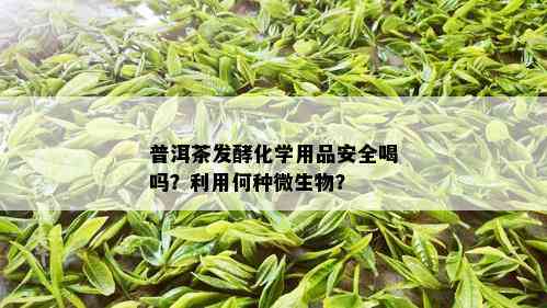 普洱茶发酵化学用品安全喝吗？利用何种微生物？