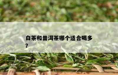 白茶和普洱茶哪个适合喝多？