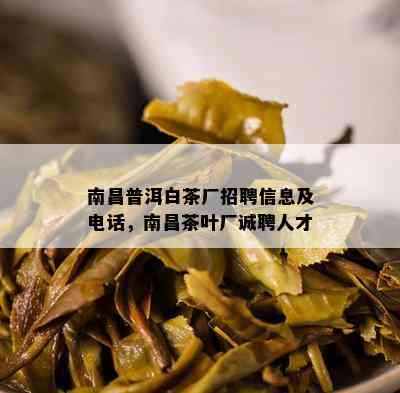 南昌普洱白茶厂招聘信息及电话，南昌茶叶厂诚聘人才