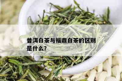 普洱白茶与福鼎白茶的区别是什么？