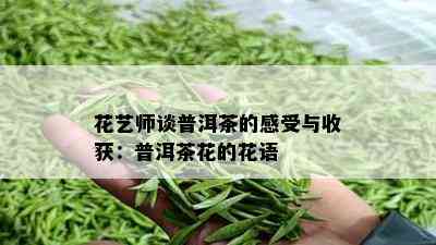 花艺师谈普洱茶的感受与收获：普洱茶花的花语