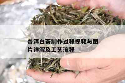 普洱白茶制作过程视频与图片详解及工艺流程