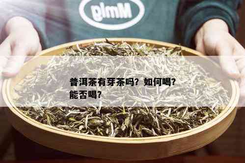 普洱茶有芽茶吗？如何喝？能否喝？