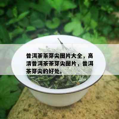 普洱茶茶芽尖图片大全，高清普洱茶茶芽尖图片，普洱茶芽尖的好处。