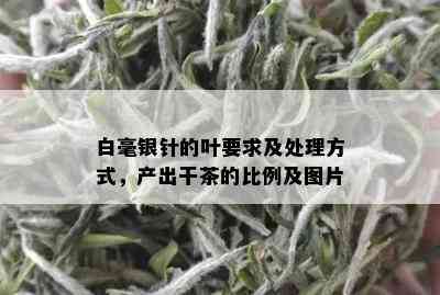 白毫银针的叶要求及处理方式，产出干茶的比例及图片