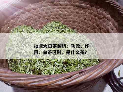 福鼎大白茶解析：功效、作用、白茶区别，是什么茶？