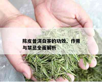 陈皮普洱白茶的功效、作用与禁忌全面解析