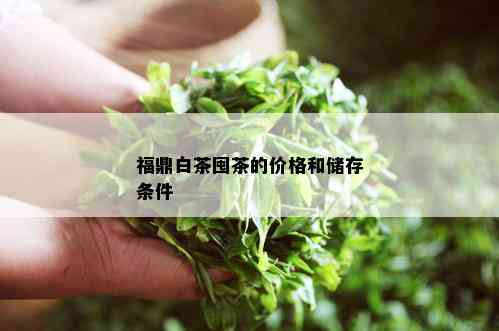 福鼎白茶囤茶的价格和储存条件