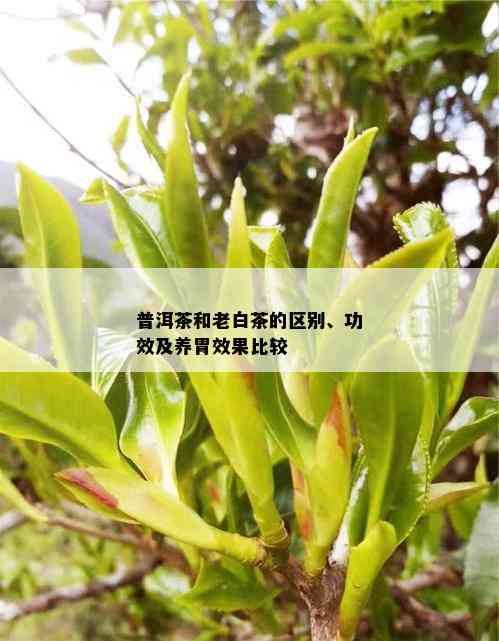 普洱茶和老白茶的区别、功效及养胃效果比较