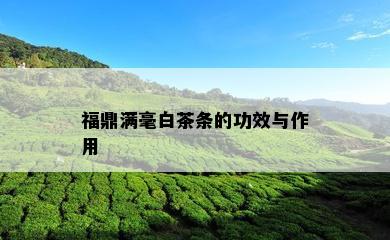 福鼎满毫白茶条的功效与作用