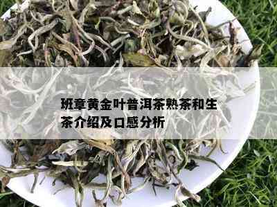 班章黄金叶普洱茶熟茶和生茶介绍及口感分析