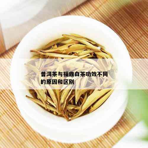 普洱茶与福鼎白茶功效不同的原因和区别