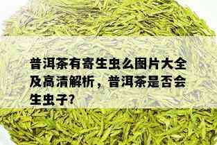 普洱茶有寄生虫么图片大全及高清解析，普洱茶是否会生虫子？