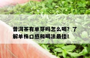 普洱茶有单芽吗怎么喝？了解单株口感和喝法更佳！