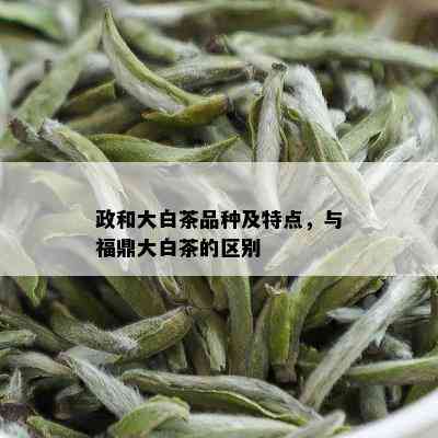 政和大白茶品种及特点，与福鼎大白茶的区别