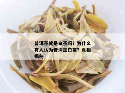 普洱茶就是白茶吗？为什么有人认为普洱是白茶？真相揭秘