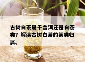 古树白茶属于普洱还是白茶类？解读古树白茶的茶类归属。