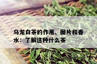 乌龙白茶的作用、图片和香水：了解这种什么茶