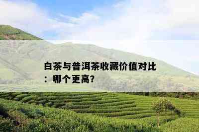 白茶与普洱茶收藏价值对比：哪个更高？