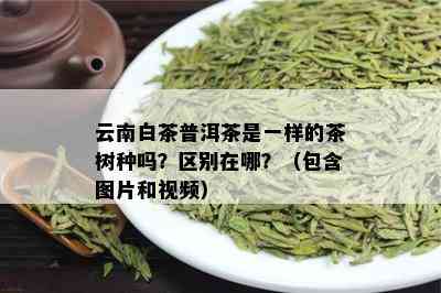 云南白茶普洱茶是一样的茶树种吗？区别在哪？（包含图片和视频）